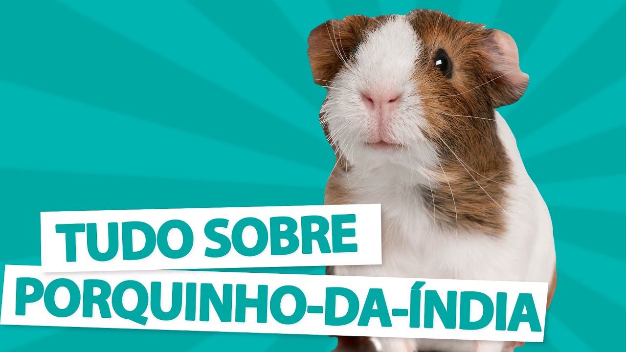 TUDO SOBRE PORQUINHO-DA-INDIA - Guia da espécie