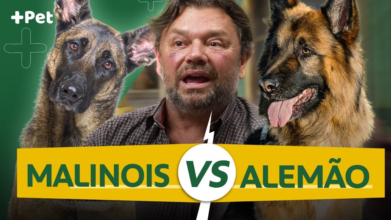PASTOR ALEMÃO VS PARTOR DE MALINOIS, QUAL O MELHOR?