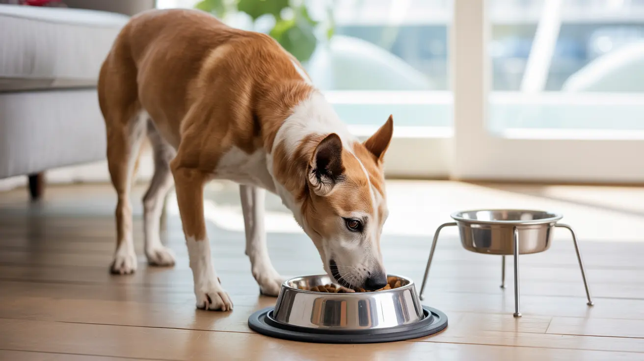 Tigelas e Comedouros Adaptados: Promovendo Postura e Conforto